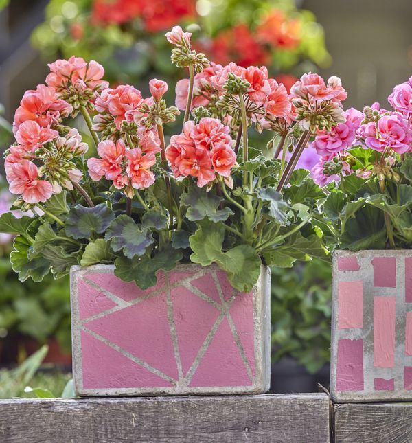 Pelargonije su godinama najpopularnije cvjetnice za gredice i balkone