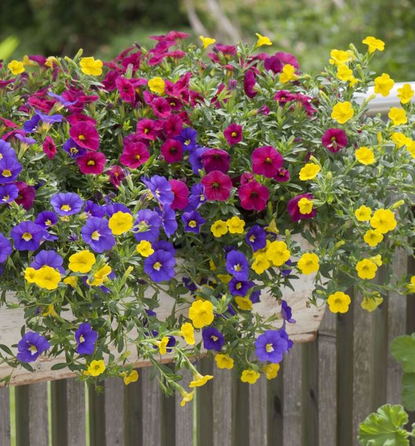Cvijet kalibrahoja ili milijun zvončića rođak je petunije i još bolje od nje podnosi vrućinu