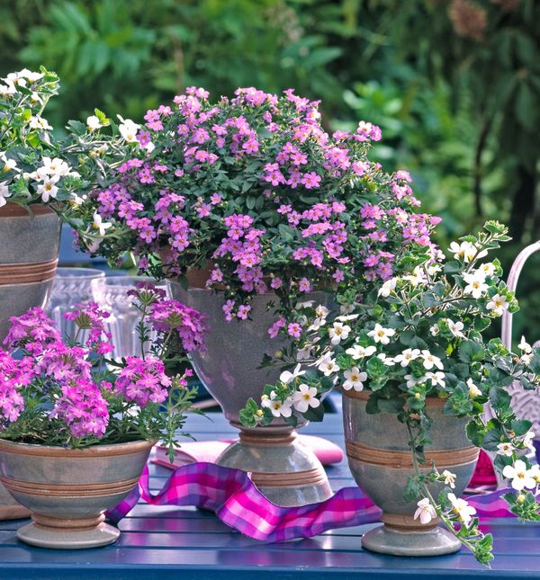 Bakopa će se divno uklopiti s ostalim cvijećem