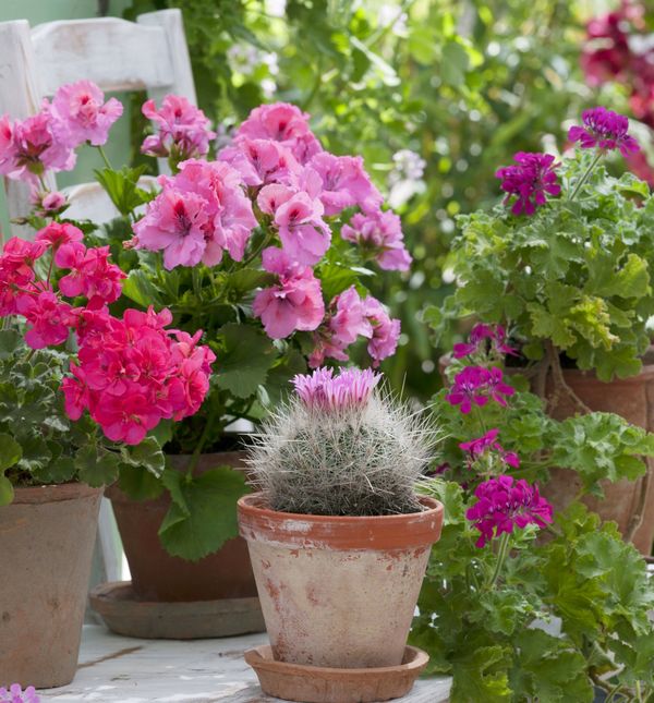 Pelargonije su prave kraljice balkona