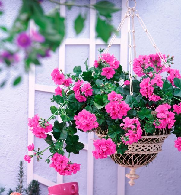 Viseća pelargonija