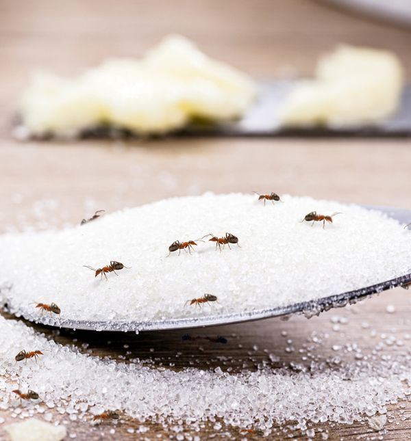 Mrave možemo otjerati pomoću sredstava koje svi imamo doma