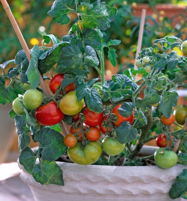 Rajčice mogu biti zvijezda vašeg balkona ili terase