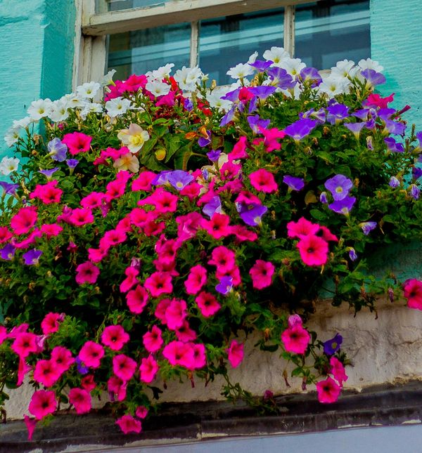 I prozor je savršeno mjesto za lijepo cvijeće