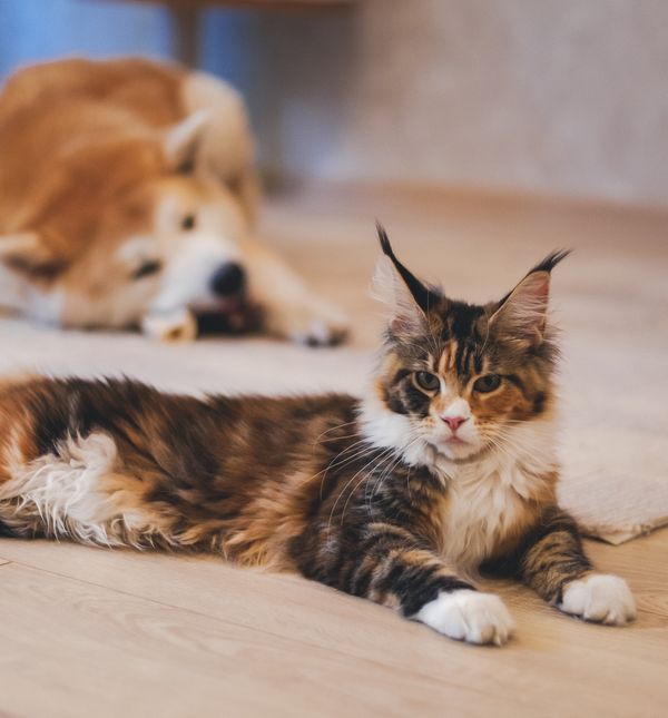 Maine coon i shiba inu primjer su mace i psa koji kao da su u krivoj ulozi