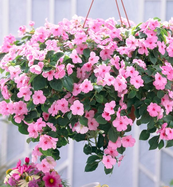 Vodenika dolazi iz Afrike i osvaja naše balkone nježnim bojama