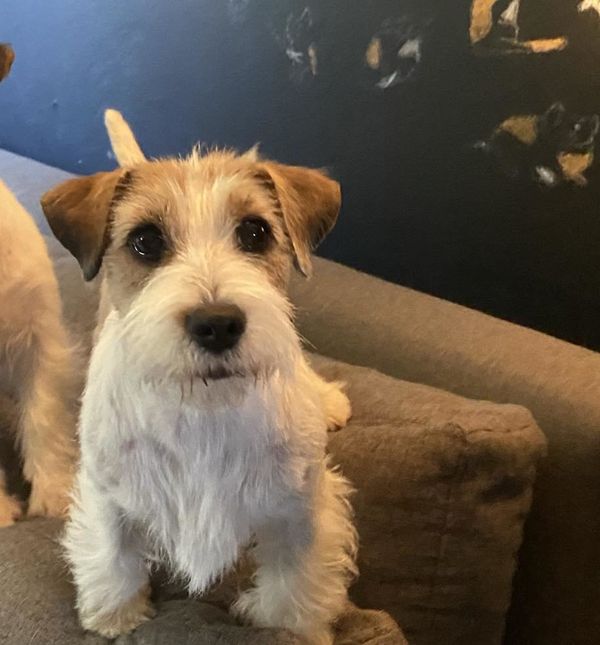 Jack russell terijeri su veseli i vrlo razigrani, ali i razumni psi