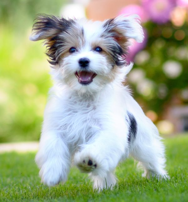 Velika Svjetska izložba pasa održava se u Zagrebu