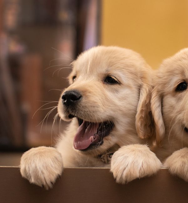 Štenci zlatnog retrivera su preslatki