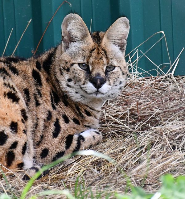 Afrička mačka serval po imenu Miša novi je stanovnik azila za životinje u Ruščici