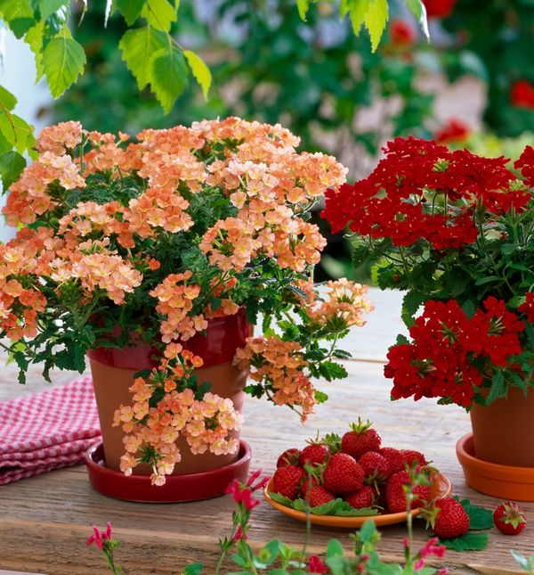 Verbena je prava nezahtjevna ljepotica