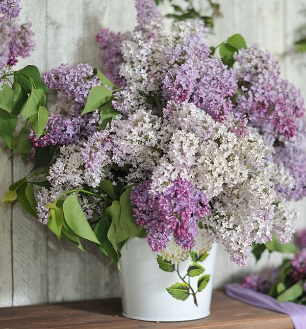 Jorgovan je prekrasan cvijet opojnog mirisa