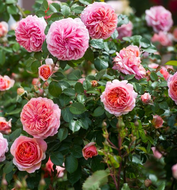 Ruže čajevke jedne su od najzahvalnijih za uzgoj