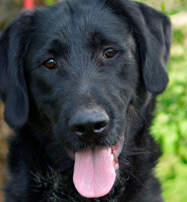 ChezMarie, prvi keramički kafić u Zagrebu, priprema dobrotvornu akciju za štićenike Skloništa za nezbrinute životinje Grada Zagreba u Dumovcu