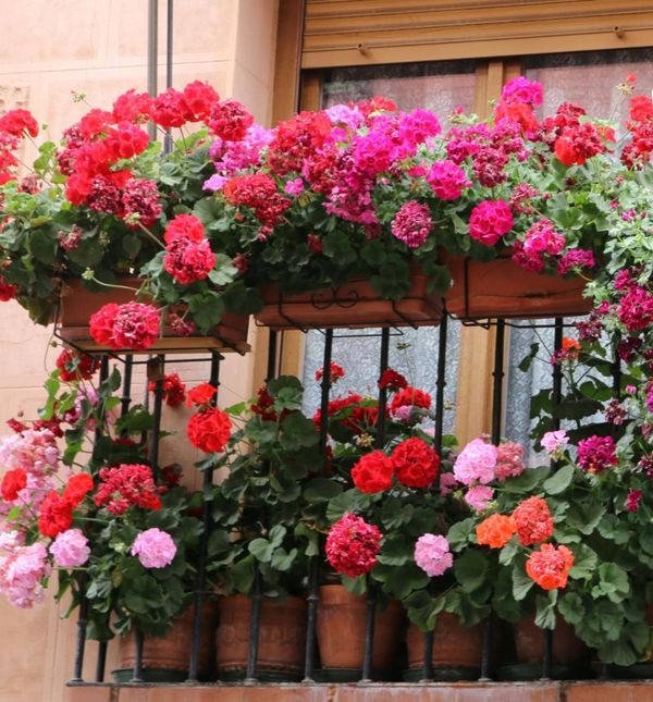 Cvijeće i druge biljke potrebno je zaštititi kad prijeti proljetn imraz