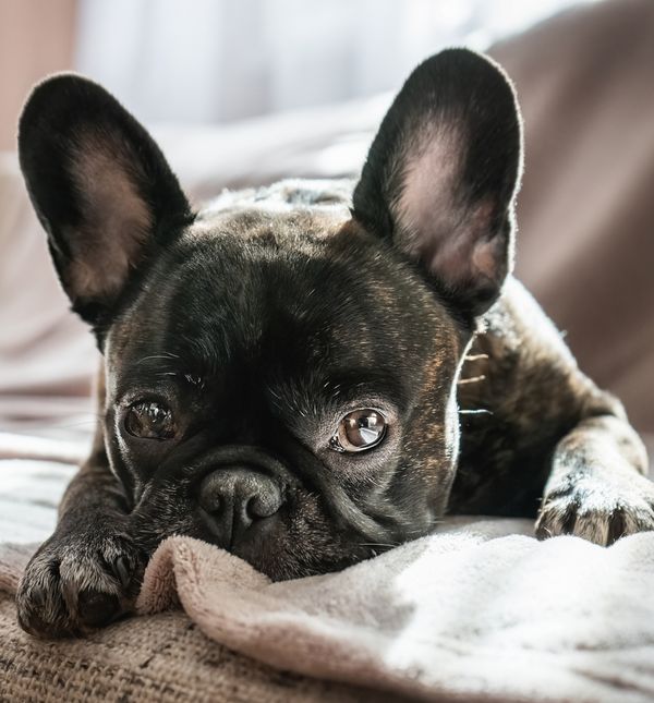 Za ljude koji žive u stanu francuski buldog mogao bi biti savršen izbor