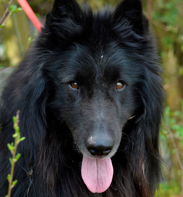 Psi koji će se u sklopu akcije Špica šapica šetati središtem grada, nosit će marame s porukom 'Udomi me!'