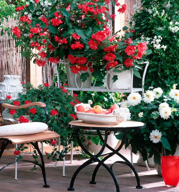 Begonija Zmajeva krila