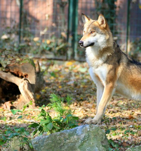 Školarci će doznati i kako zoološki vrtovi danas doprinose zaštiti ugroženih vrsta životinja