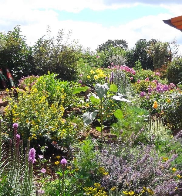 Videozapisi kaotičnih vrtova broje milijune pregleda, a iza trenda se skriva i dublja filozofija: priroda zna najbolje