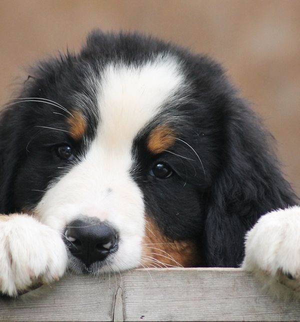 Bernski planinski pas najsretniji je kada može obasipati svog ljudskog životnog suputnika odanošću i ljubavlju