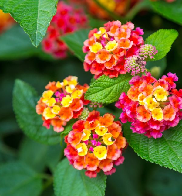 Lantana