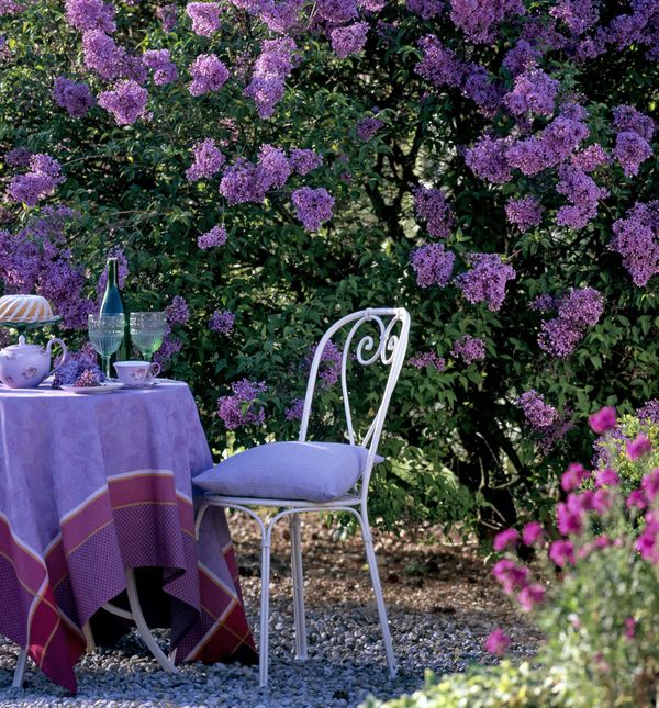 Dvorišta u kojima bi se ljubitelji jorgovana osjećali kao u sedmom nebu