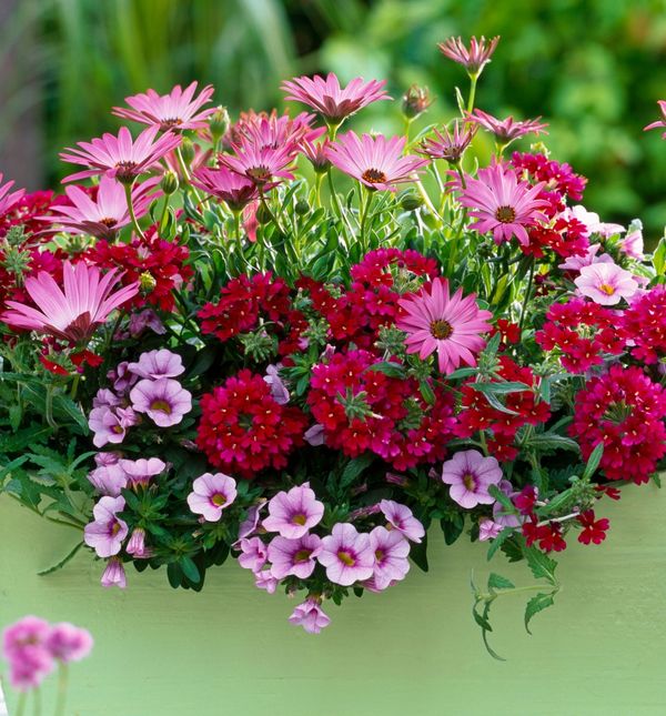 Verbena i afrička tratinčica idealne su za svibanjsku sadnju