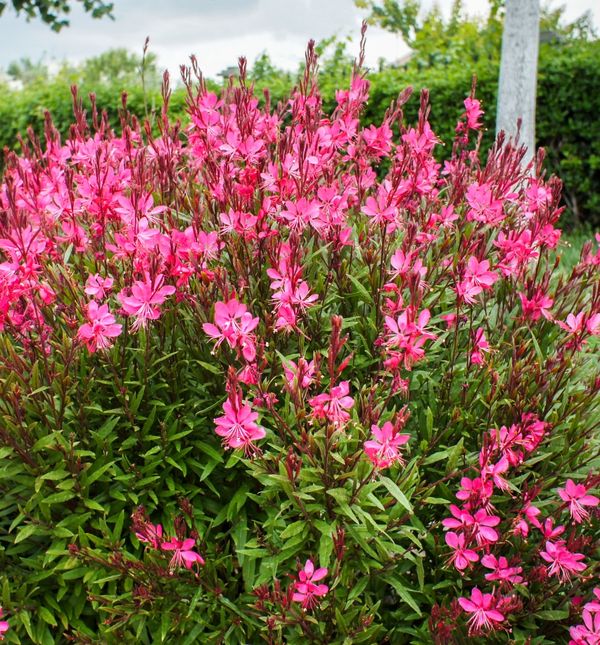 Gaura se naziva još i leptirac ili leptirov cvijet