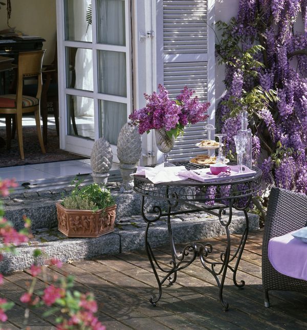 Glicinija može narasti i do 20 metara u visinu te 10 metara u širinu