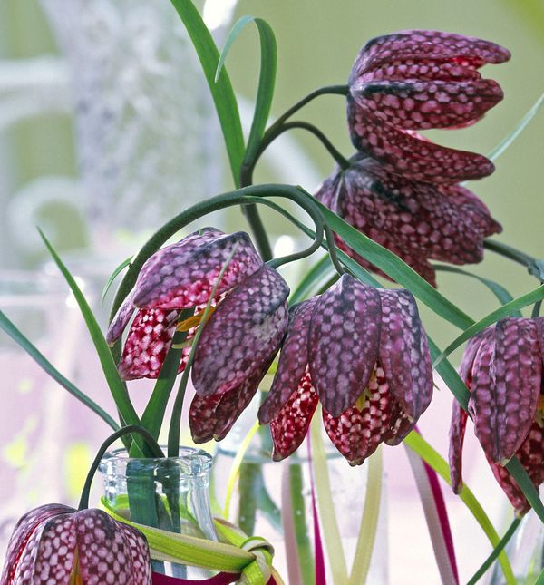 Cvijet kockavica, poznat i kao obična kockavica, prepoznatljiv je po svom jedinstvenom šahovskom uzorku na laticama