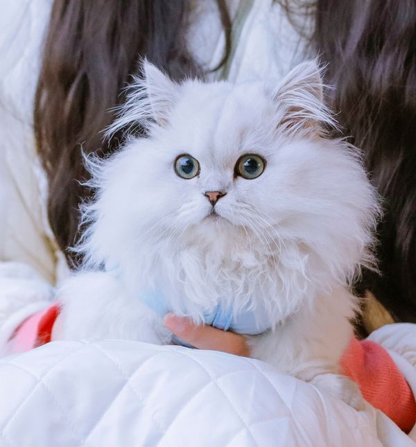 Minuet ili Napoleon mačka novija je pasmina koja osvaja slatkoćom