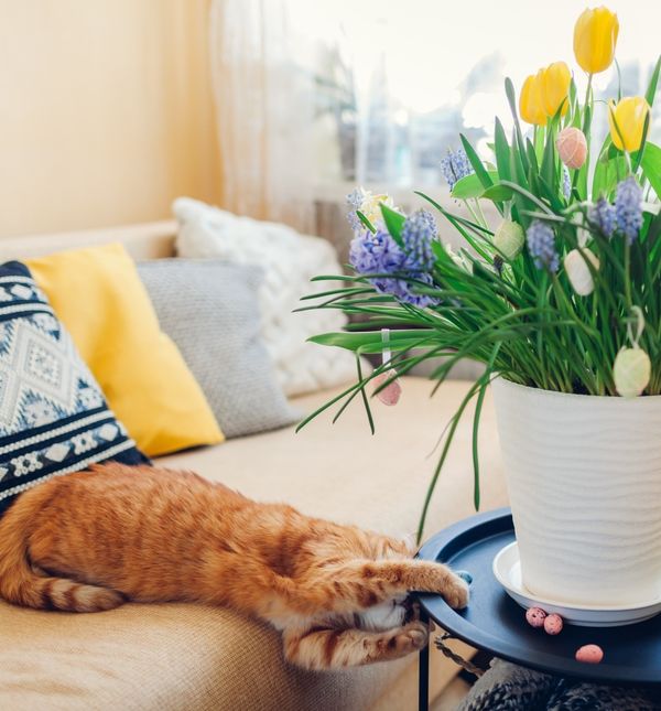 Proljeće u domu