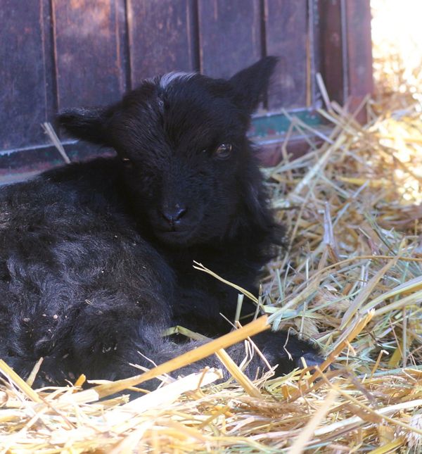 Garavo janje s bijelim čuperkom zvijezda je Dječjeg zooa uoči Uskrsa