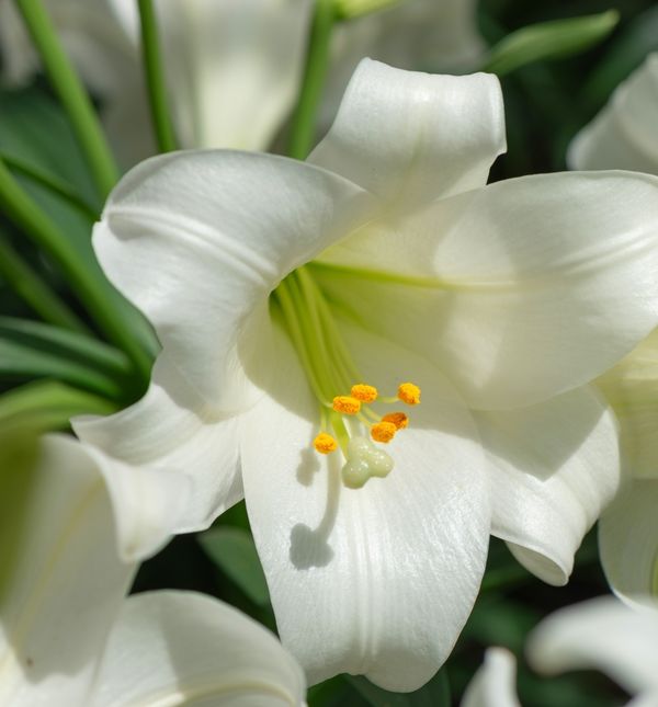 Bijeli ili uskrsni ljiljan