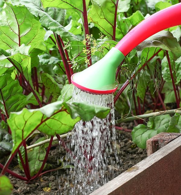 Kod zalijevanja jestivih biljaka, poput povrća i voća, ključ nije samo u količini vode, već i u načinu na koji je dajete