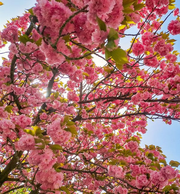 Nježni cvjetovi marelice ponekad doista izgledaju kao da su izrađeni od tila