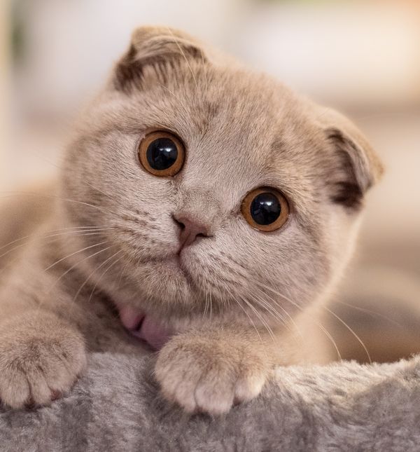 S mačkom u kući nikad nije dosadno