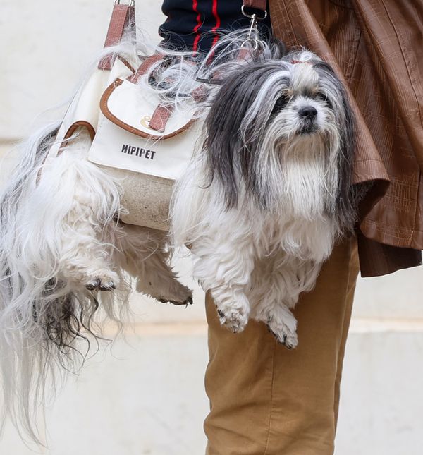 Muškarac iz centra Zagreba nosi psa kao torbicu