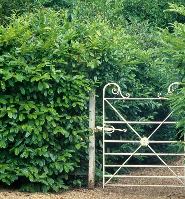 Lovorvišnja je gotovo sinonim za živu ogradu