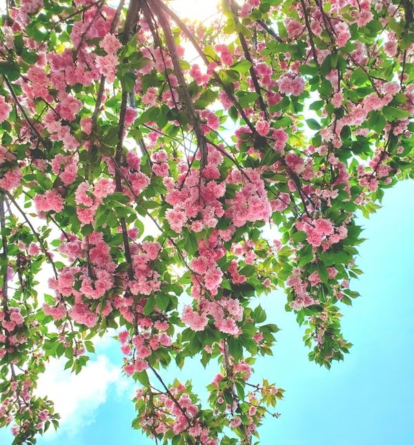 Danas ulazimo u sezonu Bika