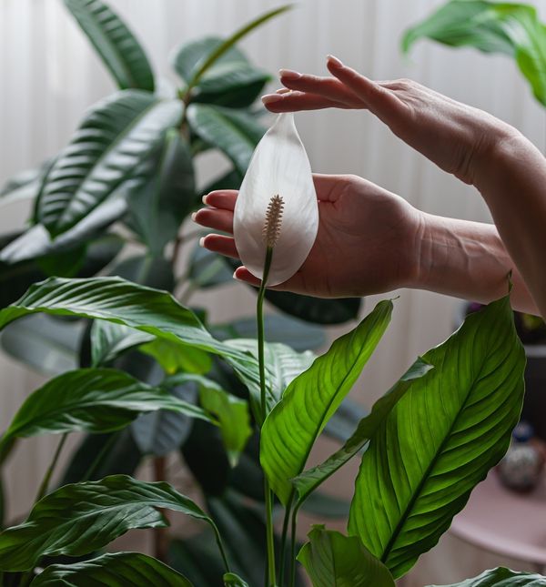 Savjeti za mirni ljiljan