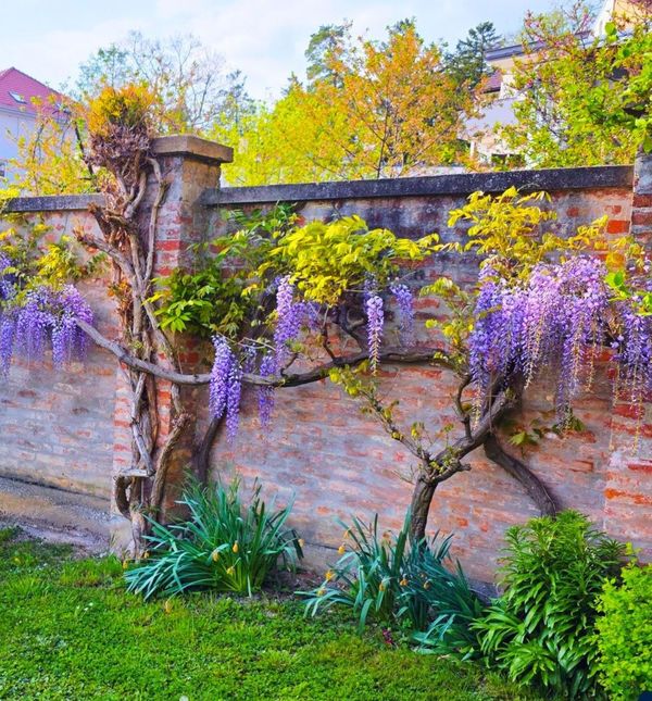 Glicinije naših čitateljica