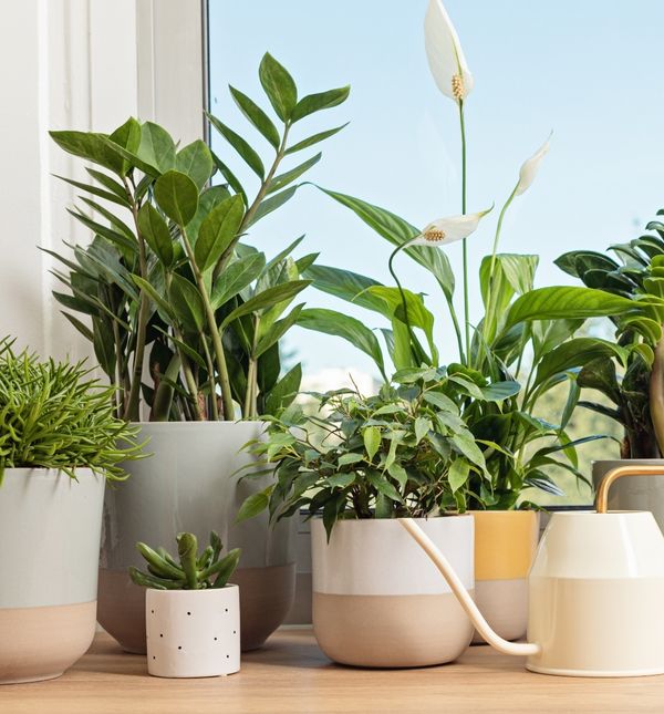 Biljke u domu