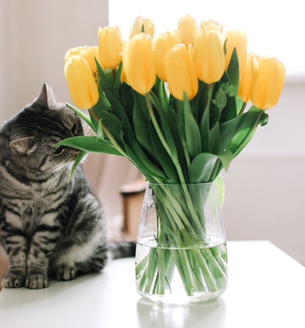I tulipani mogu biti opasni za mačke