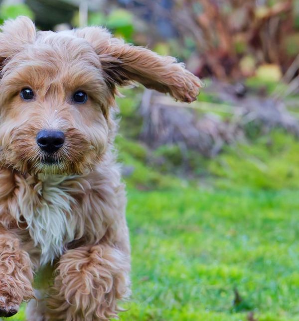 Cockapoo je jedna od najpopularnijih hibridnih pasmina pasa