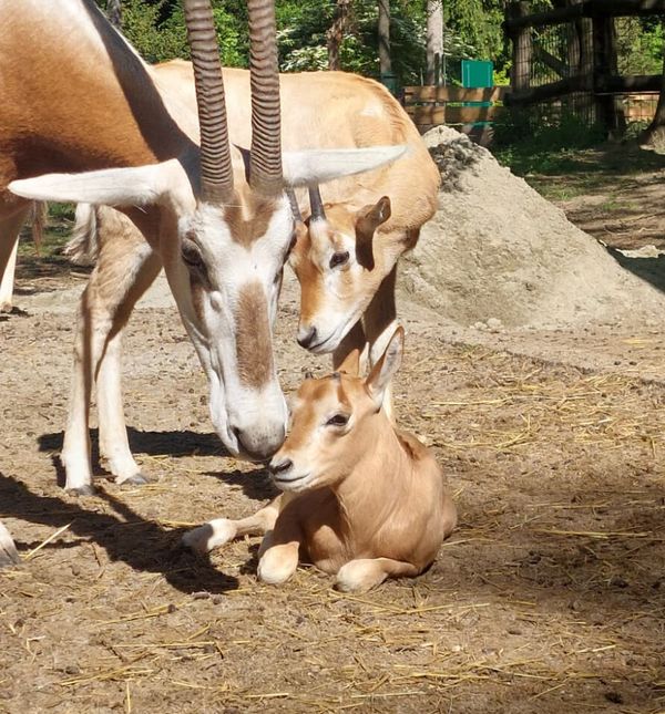 U krdu zagrebačkih sabljorogih oriksa nikada nije bilo živahnije
