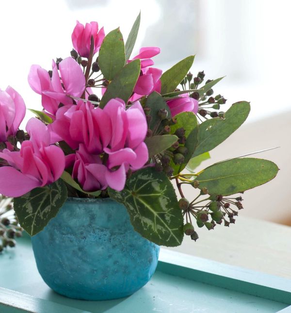 Buket od eukaliptusa i ciklama