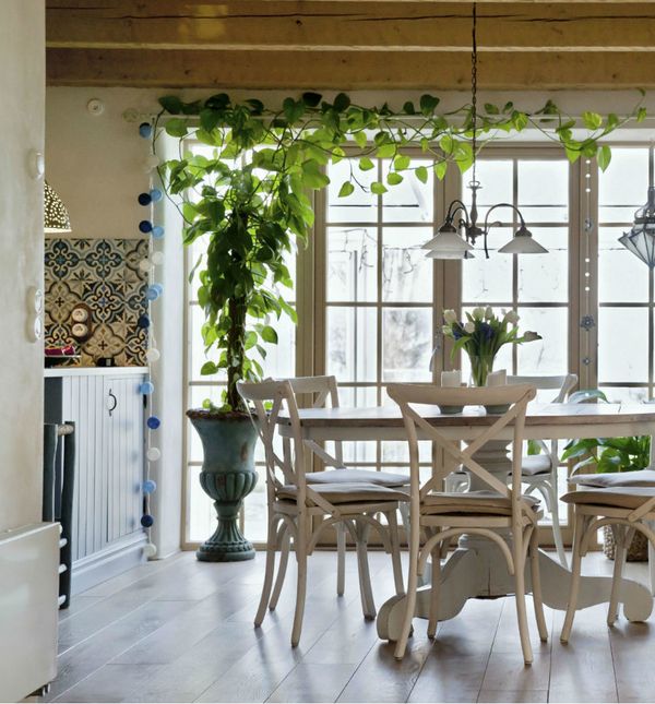 Ukrasno sobno bilje izgleda vrlo efektno i u kuhinji