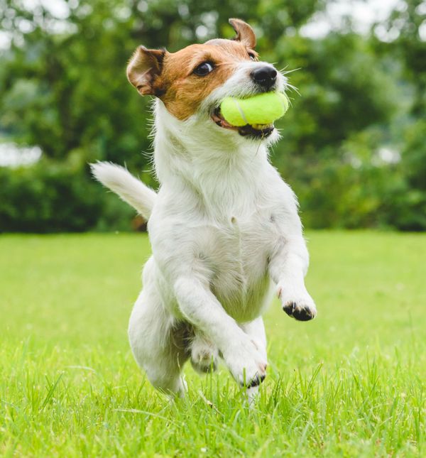 Ako pas pobjegne tijekom šetnje, nemojte ga panično dozivati